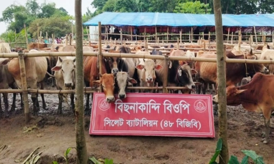 বিজিবির হাতে জব্দ ভারতীয় গরু। ছবি - সংগৃহীত