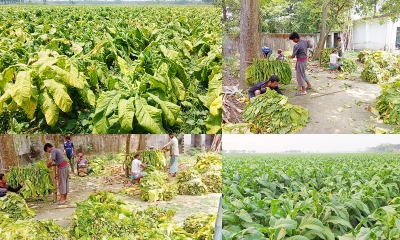 নীল চাষের আদলে বাড়ছে তামাক উৎপাদন, ঝুঁকিতে কৃষি ও কৃষক
