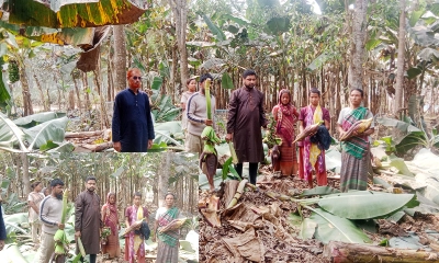 ব্যবসা নিয়ে বিরোধ, ৩০ লাখ টাকার বাগান কেটে ফেলার অভিযোগ