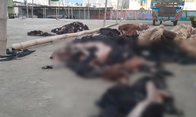 চামড়ার বাজারে ব্যাপক ধস, দাম না পেয়ে মাঠে ফেলে দিচ্ছেন অনেকে