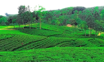 ভারি বৃষ্টির ছোঁয়ায় গাঢ় সবুজ চা বাগান টানছে পর্যটকদের 