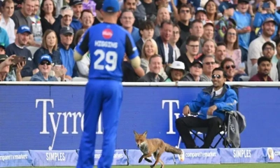 খেলার মাঠে শেয়াল, ভাগ্য বদলে গেল রশিদ খানের