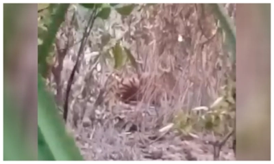 সুন্দরবনে হরিণ ধরার ফাঁদে আটকা পড়েছে রয়েল বেঙ্গল টাইগার