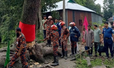 ভাইরাল সেই গাছ কাটল প্রশাসন। ছবি : সংগৃহীত