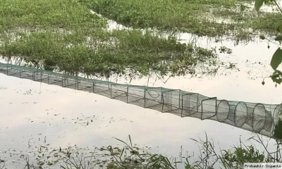 নিষিদ্ধ জালে হুমকিতে দেশি মাছ