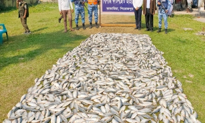 পিরোজপুরে ১০ মন জাটকাসহ দুটি ট্রলার আটক, ৩ জেলের কারাদণ্ড