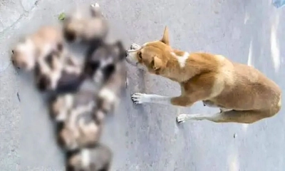 ৮ কুকুর ছানা হত্যা: ইসলামে এমন নিষ্ঠুরতার শাস্তি কী?