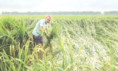 অকালের বৃষ্টিতে কৃষকের কান্না