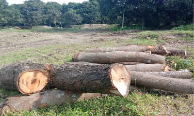 দরপত্র ছাড়াই কেটে ফেলা হয়েছে সহস্রাধিক গাছ