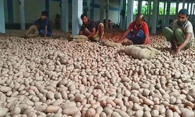হিমাগারেই জমে আছে আলু
