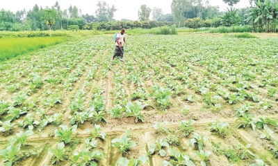 এখন নামলে জমিতে, লাভবান হবেন শীতে