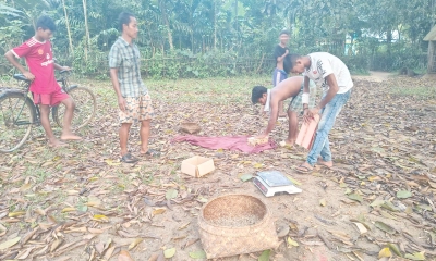 শেরপুরের গারো পাহাড়ে  পিঁপড়ার ডিমে জীবিকা