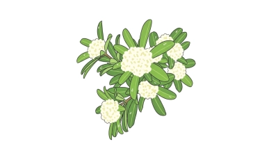 ছাতিম ফুল