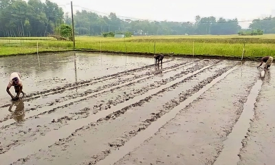 বোরোর বীজতলা তৈরিতে ব্যস্ত কৃষক