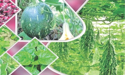 এই সময়ে যে সব শাক-সবজি চাষ