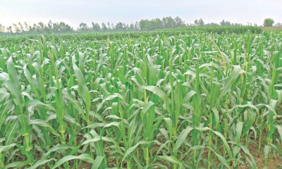 সম্ভাবনার সোনালি ফসল