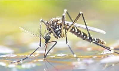 প্রথমবার মশার দেখা  মিলল আইসল্যান্ডে