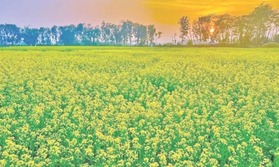 নিরাপদ থাকবে রবিশস্য