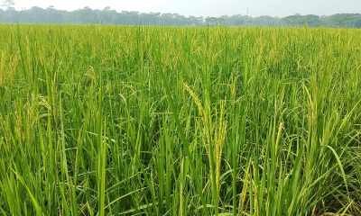 আমন ধানের বাম্পার ফলনের  সম্ভাবনায় কৃষকের মুখে হাসি