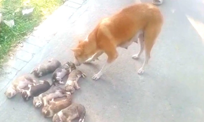 ৮ কুকুর ছানাকে বস্তাবন্দি করে  পানিতে ডুবিয়ে হত্যা