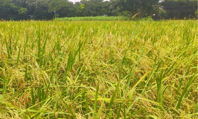 আউশ ধানের বাম্পার ফলন - কৃষকের মুখে হাসির ঝলক