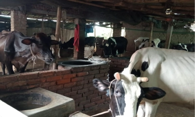 বেকার জীবন পেছনে ফেলে  সফল গরু খামারি জুয়েল