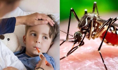 ডেঙ্গু ঠেকাতে মশাকেই অস্ত্র বানালো ব্রাজিল