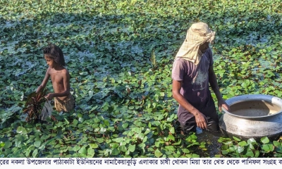 বাড়ছে পানিফলের চাষ