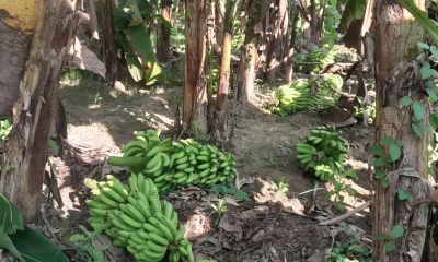 কৃষকের কলা ও লাউগাছ  কেটে দিল দুর্বৃত্তরা