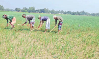 কুয়াশা ভেজা মাটিতে পেঁয়াজের সুবাস