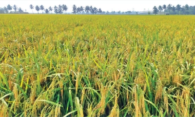 আমন ধানের বাম্পার ফলন,  ন্যায্যমূল্যের আশা কৃষকের