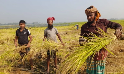 মাঠে মাঠে আগাম ধান  কাটার উৎসব কৃষকের