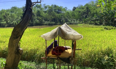 রাত নামলেই শূকরের হানা