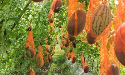 অসময়ে তরমুজ চাষে  সফল কৃষকেরা