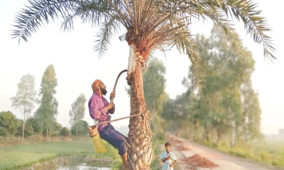 খেজুর গাছ প্রস্তুতে  ব্যস্ত গাছিরা