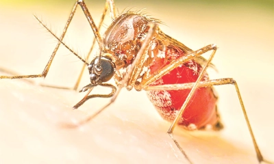 ময়মনসিংহে ডেঙ্গুতে  দশ মাসে ১৭ মৃত্যু