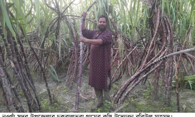 খরচের তুলনায় অধিক লাভ,  আঁখ চাষে ঝুঁকছে কৃষক