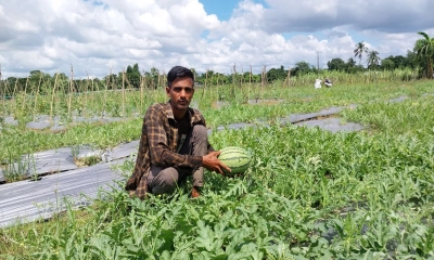 অসময়ে তরমুজ-সাম্মাম চাষে  সাফল্য মুস্তাকিমের