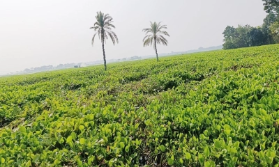 কচুরিপানা-জলাবদ্ধতায় হাজার হাজার বিঘা ফসলি জমি