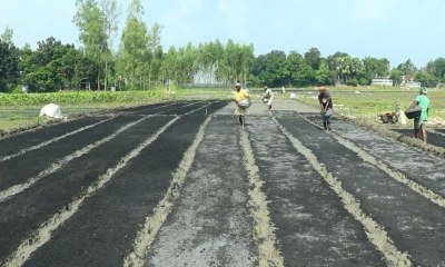 পেঁয়াজের বীজতলা  তৈরিতে ব্যস্ত কৃষক
