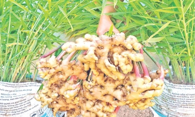 বস্তায় আদা চাষ