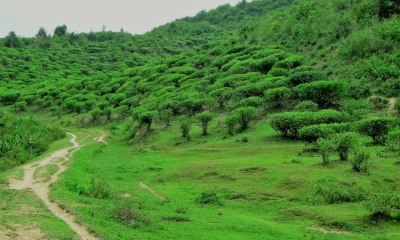 সিলেটের সবুজ রাজ্যে একদিন