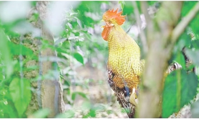 মোরগের নামে মামলা