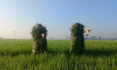 নির্বিচারে পোষা বক  দিয়ে পাখি শিকার
