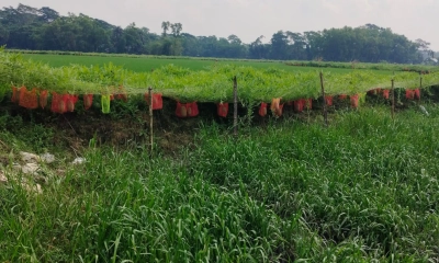 মাচায় বারোমাসি তরমুজ  চাষে সফল সোহাগ মৃধা
