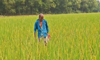 মাজরা পোকার আক্রমণে  দুশ্চিন্তায় কৃষকেরা