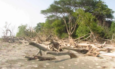ঢেউয়ে বিলীন হচ্ছে টেংরাগিরি বন