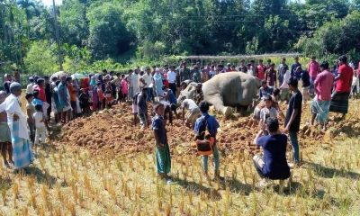 অবৈধ বৈদ্যুতিক ফাঁদে  বন্যহাতির মৃত্যু
