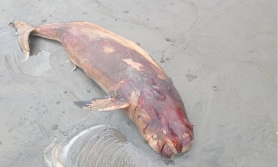 সৈকতে ভেসে এলো মৃত ইরাবতী ডলফিন