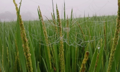 উত্তরাঞ্চলে শীতের  আগমনী বার্তা